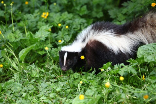 Top 3 Things in Your Yard Likely to Drive Skunks Away