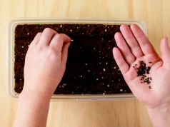 Growing Herbs from Seeds
