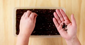 Growing Herbs from Seeds