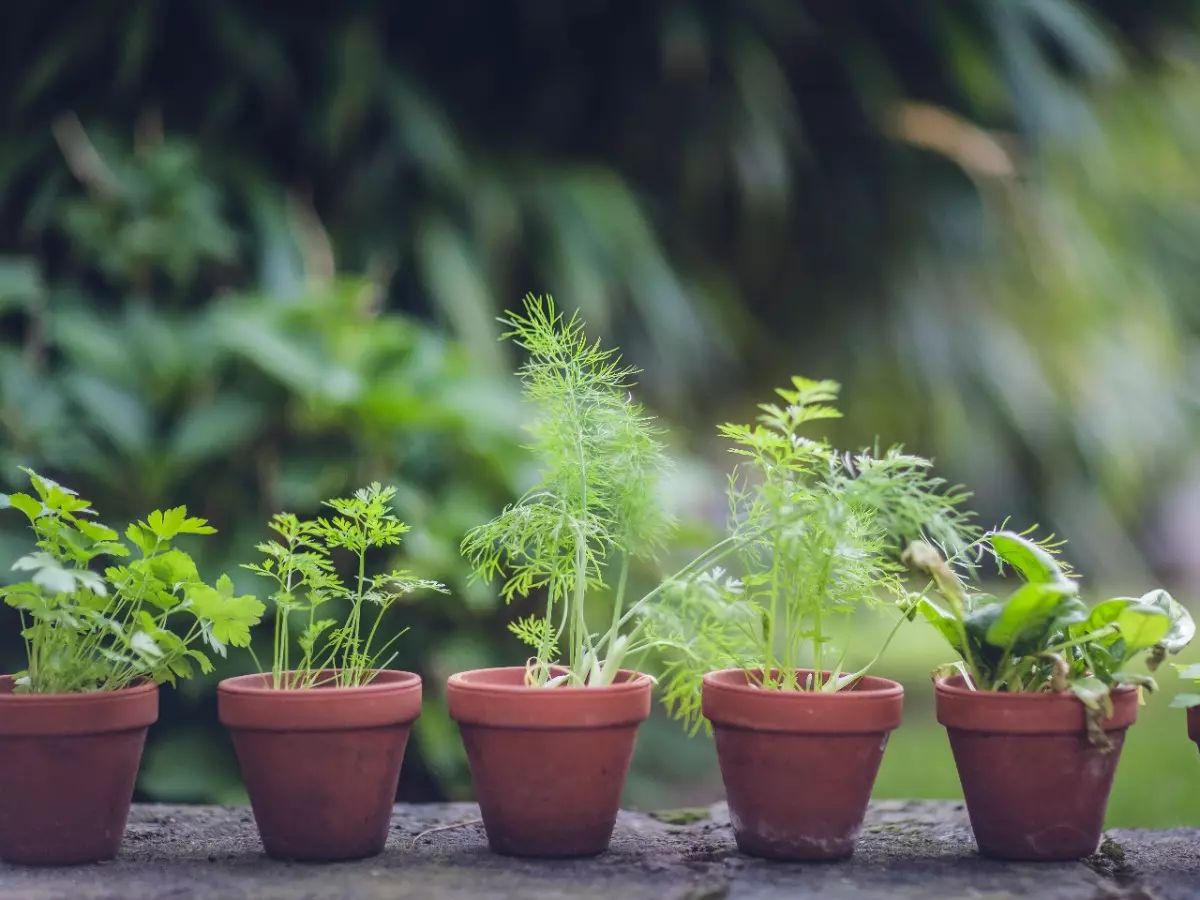 Growing Herbs help with Stress Relief