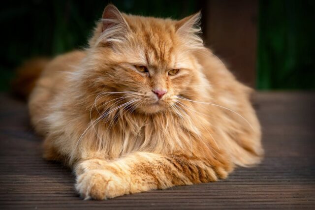 big cat maine coon