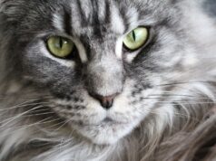 maine coon