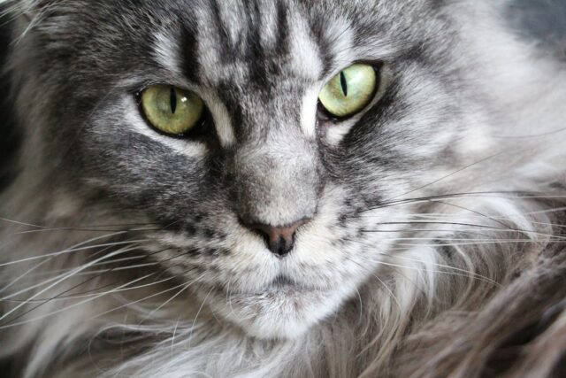 maine coon