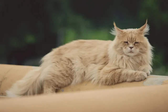 maine coon in sleeping position