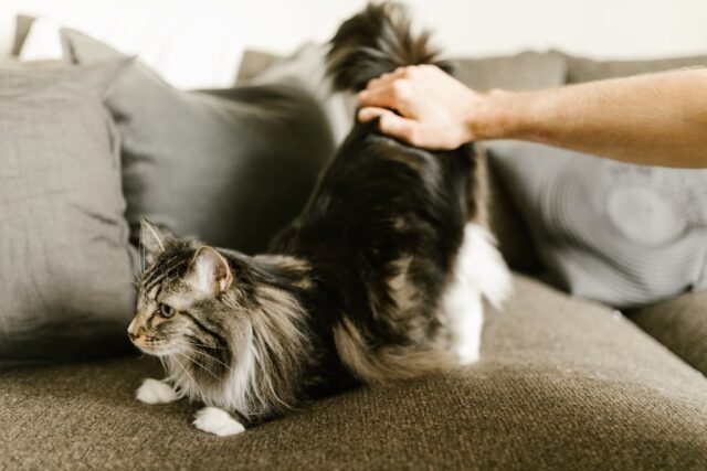 small maine coon