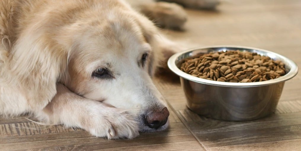 Diet Changes for Senior Dogs