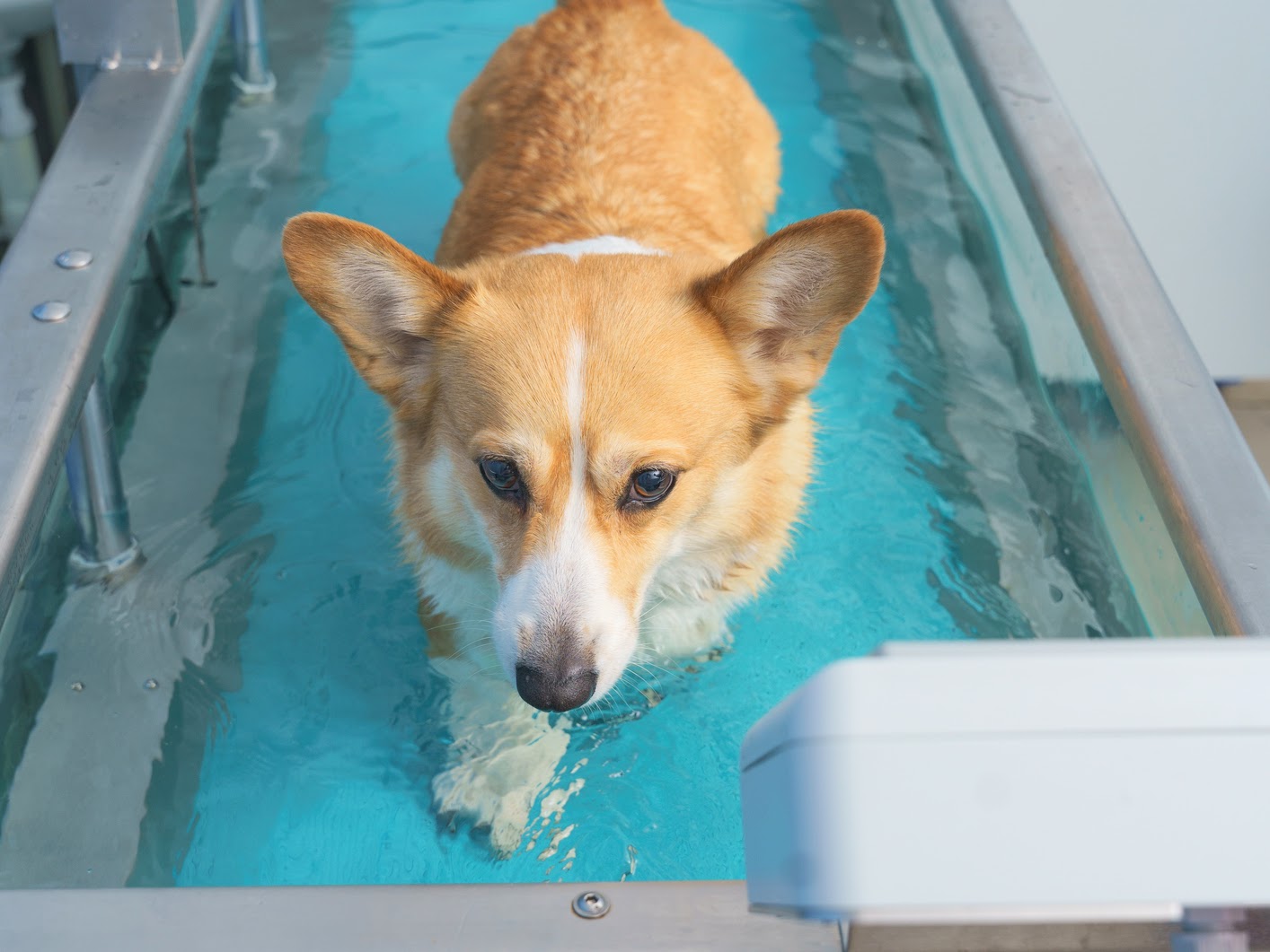 Dog rehabilitation on a water treadmillDog rehabilitation on a water treadmill