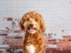 First Time Dog Owner Guide: Mini Goldendoodle Basics That Matter