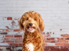First Time Dog Owner Guide: Mini Goldendoodle Basics That Matter