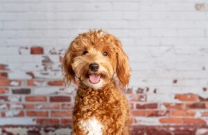 First Time Dog Owner Guide: Mini Goldendoodle Basics That Matter