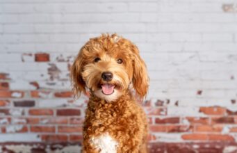 First Time Dog Owner Guide: Mini Goldendoodle Basics That Matter