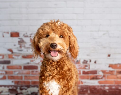 First Time Dog Owner Guide: Mini Goldendoodle Basics That Matter