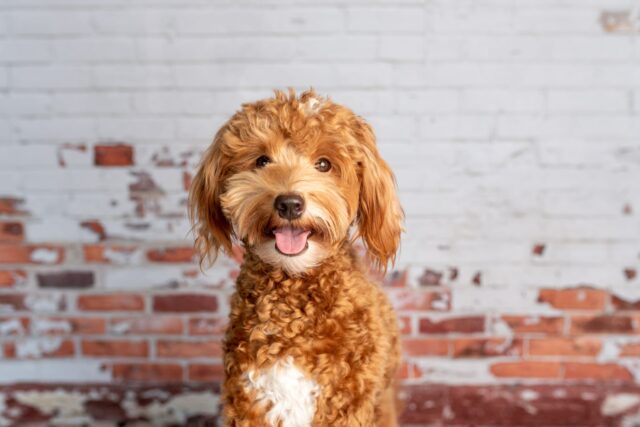 Mini Goldendoodle Dog Owner Guide