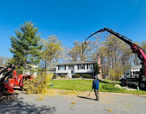 Why Crane Tree Removal Service Is Essential for Property Safety