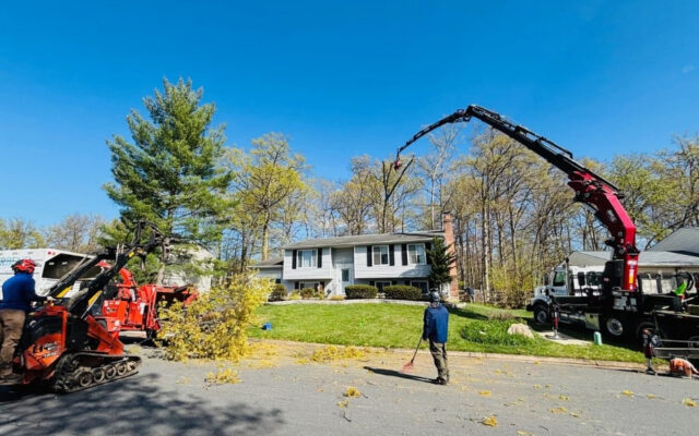 Why Crane Tree Removal Service Is Essential for Property Safety